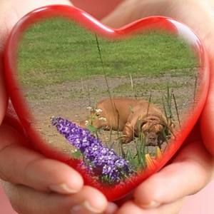 Meet your Posher, Shannon